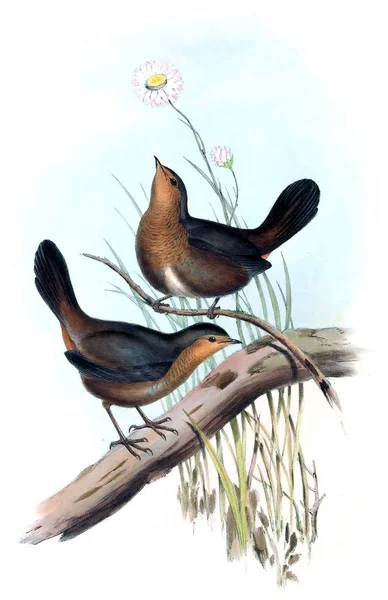 Illustrasjon Fugl Australias Fugler Tillegg 1869 – stockfoto