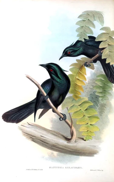 Kuş Illustration Avustralya Kuşların 1869 — Stok fotoğraf