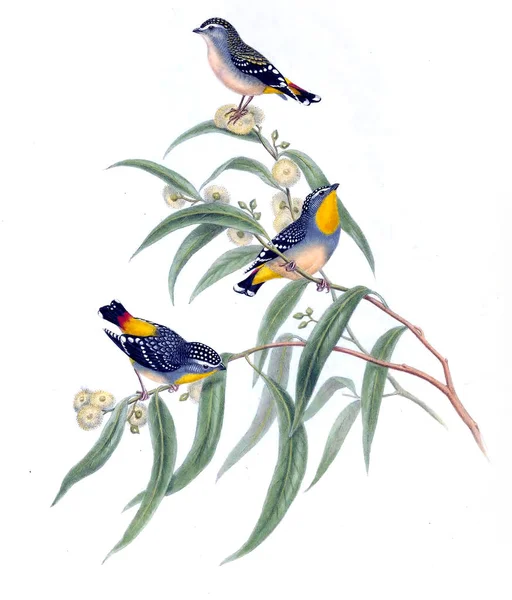 Illustration Bird Birds Australia Supplement 1869 — Stock Photo, Image
