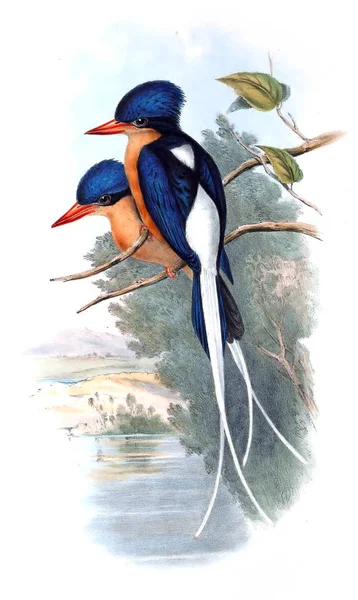 Illustration Oiseau Les Oiseaux Australie Supplément 1869 — Photo