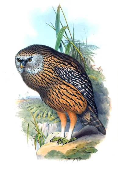 Illustration Oiseau Les Oiseaux Australie Supplément 1869 — Photo