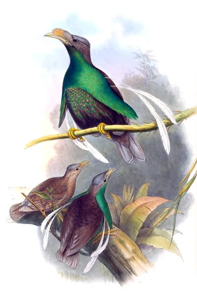 Illustratie Van Vogels Vogels Van Australië Aanvullen 1869 — Stockfoto