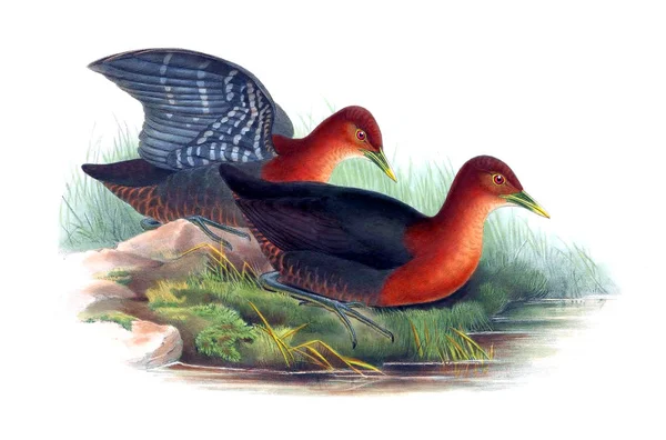 Иллюстрация Птицы Птицы Австралии Дополнение 1869 Год — стоковое фото