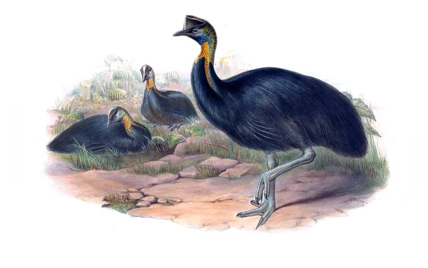 Ilustracja Ptaka Ptaki Australii Uzupełnienie 1869 — Zdjęcie stockowe