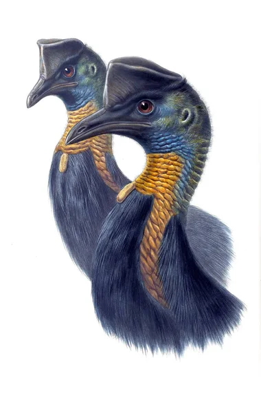 Ilustração Pássaro Aves Austrália Suplemento 1869 — Fotografia de Stock