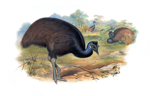 Ilustração Pássaro Aves Austrália Suplemento 1869 — Fotografia de Stock