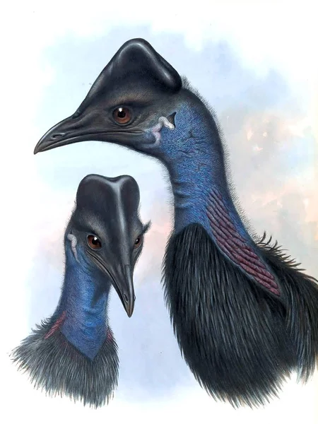 Illustrazione Uccello Gli Uccelli Dell Australia Supplemento 1869 — Foto Stock