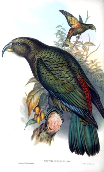 Εικονογράφηση Του Πουλιού Πτηνά Της Αυστραλίας Συμπλήρωμα 1869 — Φωτογραφία Αρχείου