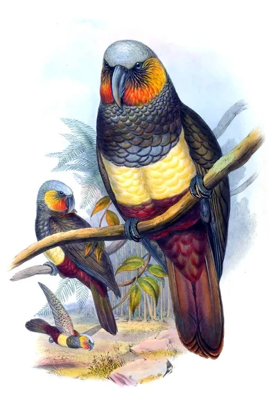 Illustratie Van Vogels Vogels Van Australië Aanvullen 1869 — Stockfoto