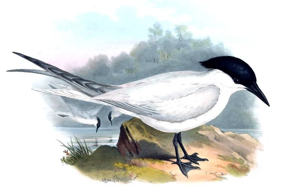 Illustration Bird Birds Australia Supplement 1869 — Stock Photo, Image