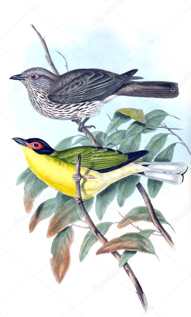 Illustration of bird. The birds of Australia, supplement. 1869 