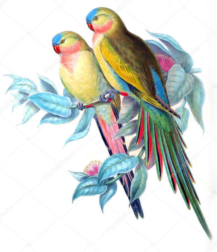 Illustration of bird. The birds of Australia, supplement. 1869 