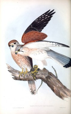 Kuş Illustration. Avustralya, kuşların ek. 1848