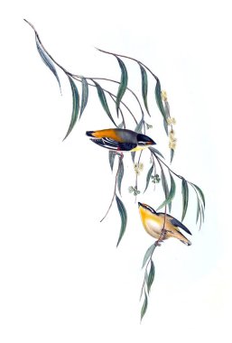 Kuş Illustration. Avustralya, kuşların ek. 1848