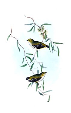 Kuş Illustration. Avustralya, kuşların ek. 1848