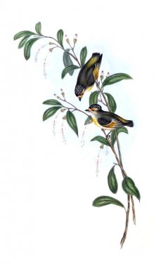 Kuş Illustration. Avustralya, kuşların ek. 1848