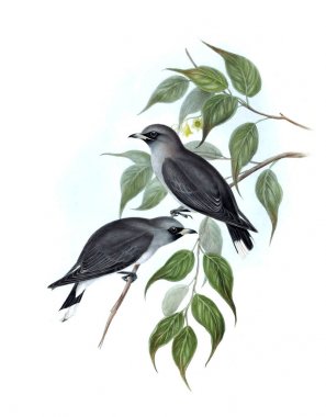 Kuş Illustration. Avustralya, kuşların ek. 1848 