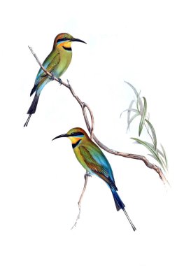 Kuş Illustration. Avustralya, kuşların ek. 1848