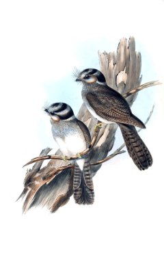 Kuş Illustration. Avustralya, kuşların ek. 1848 