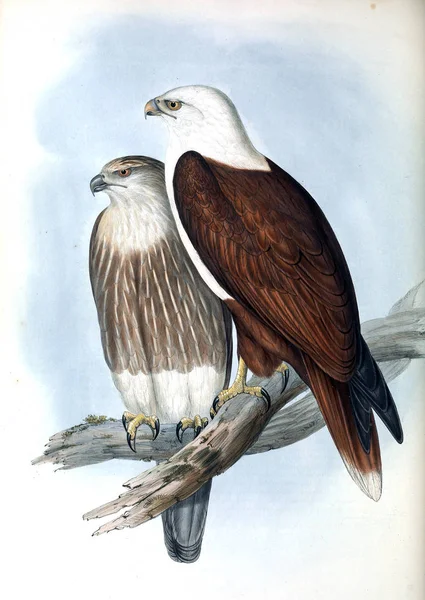 Illustration of bird. The birds of Australia, supplement. 1848