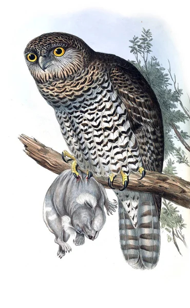 Απεικόνιση Της Κουκουβάγιας Πτηνά Της Αυστραλίας Συμπλήρωμα 1848 — Φωτογραφία Αρχείου