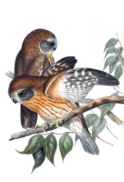 Illustration Hibou Les Oiseaux Australie Supplément 1848 — Photo