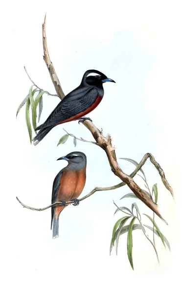 Ilustração Pássaro Aves Austrália Suplemento 1848 — Fotografia de Stock