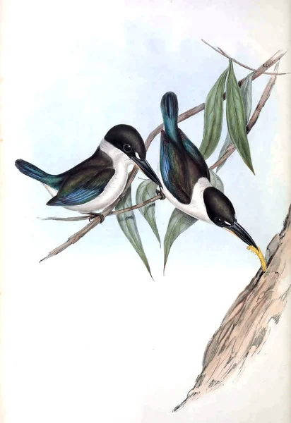 Illustration of bird. The birds of Australia, supplement. 1848