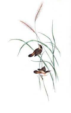 Kuş Illustration. Avustralya, kuşların ek. 1848 