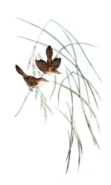 Kuş Illustration. Avustralya, kuşların ek. 1848 