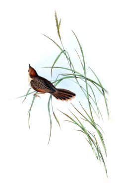 Kuş Illustration. Avustralya, kuşların ek. 1848 