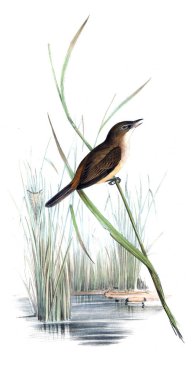 Kuş Illustration. Avustralya, kuşların ek. 1848 