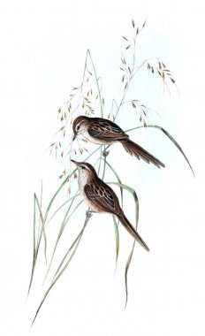 Kuş Illustration. Avustralya, kuşların ek. 1848 