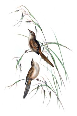 Kuş Illustration. Avustralya, kuşların ek. 1848 