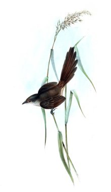 Kuş Illustration. Avustralya, kuşların ek. 1848 