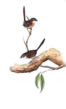 Kuş Illustration. Avustralya, kuşların ek. 1848 