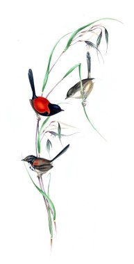 Kuş Illustration. Avustralya, kuşların ek. 1848 