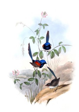 Kuş Illustration. Avustralya, kuşların ek. 1848 