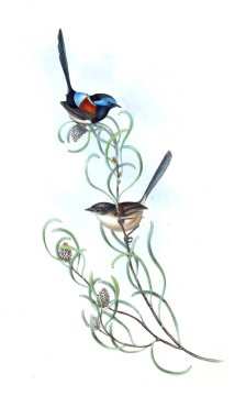 Kuş Illustration. Avustralya, kuşların ek. 1848 