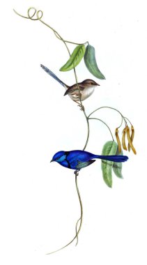 Kuş Illustration. Avustralya, kuşların ek. 1848 