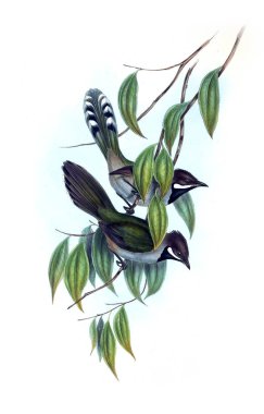 Kuş Illustration. Avustralya, kuşların ek. 1848 