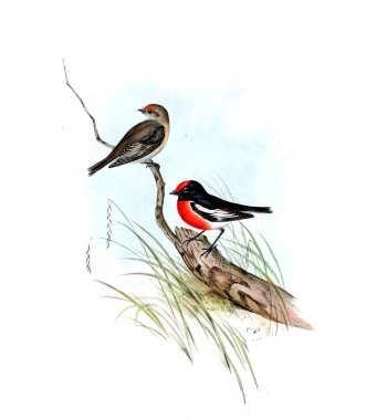 Kuş Illustration. Avustralya, kuşların ek. 1848 