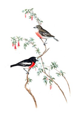 Kuş Illustration. Avustralya, kuşların ek. 1848 