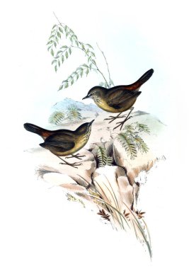 Kuş Illustration. Avustralya, kuşların ek. 1848 