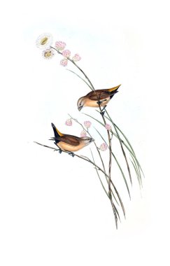 Kuş Illustration. Avustralya, kuşların ek. 1848 