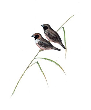 Kuş Illustration. Avustralya, kuşların ek. 1848 