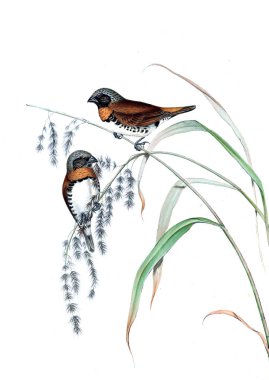 Kuş Illustration. Avustralya, kuşların ek. 1848 