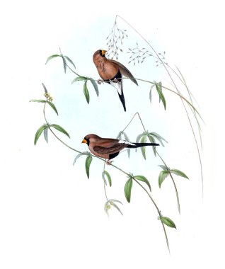 Kuş Illustration. Avustralya, kuşların ek. 1848 