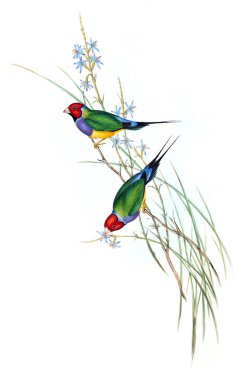 Kuş Illustration. Avustralya, kuşların ek. 1848 