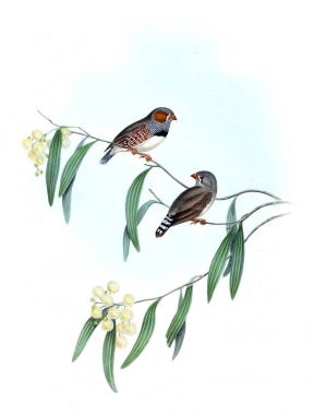 Kuş Illustration. Avustralya, kuşların ek. 1848 